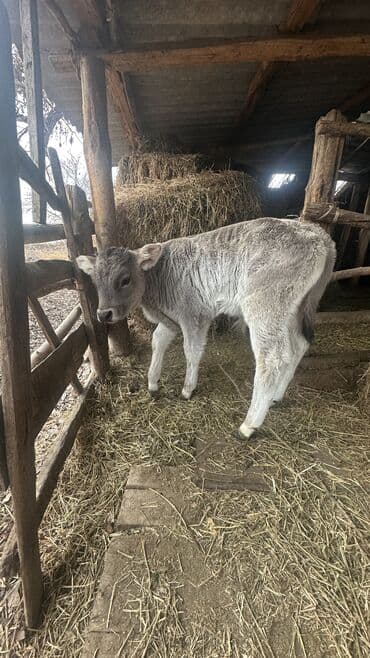 той терьер девочка: Продаю | Музоо, торпок | Для разведения | Привязанные — 7