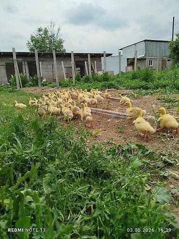 Айыл-чарба жаныбарлары: В продаже гуси, породы : мамуты скрещенные с кубанскими серыми — 3