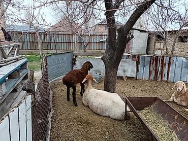 продаю животных: Продаю | Овца (самка) | Для разведения | Матка — 5