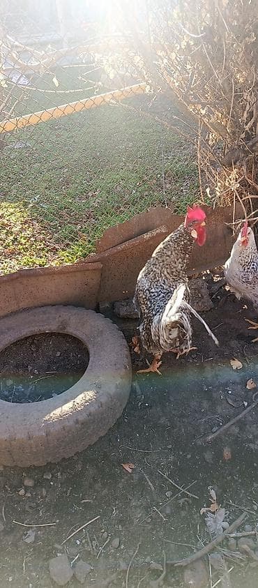 большой попугай: Петух порода,,борковская, бровистая"8 месяцев, черноперые — 2