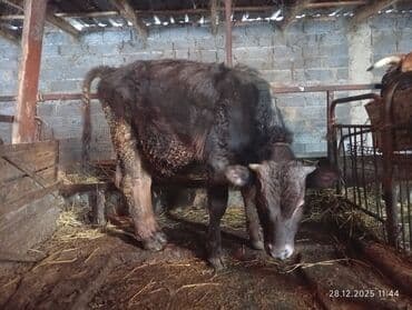боз ат: Продаю | Бык (самец) | Швицкая — 4