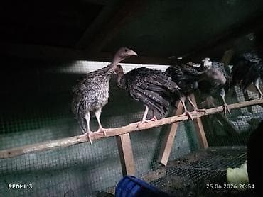 токмок кошка: Сатам | Балапан күрп | Союуга | Асыл тукумдуу — 2