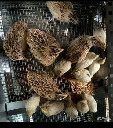 французкий бульдог цена: МЯСО ДОМАШНИХ ПЕРЕПЕЛОВ ! Полезноедиетическое мясо перепелов не — 3