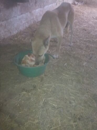 животные собаки: Бельгийская овчарка, 1 месяц, Самец, С прививкой — 5