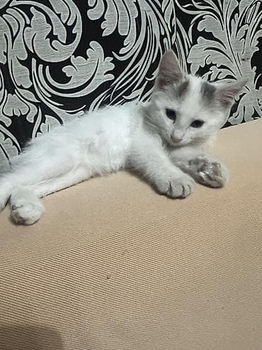 кошка маленькие: 2 месяца, Девочка, Метис, Приучена к лотку, Проглистована — 3