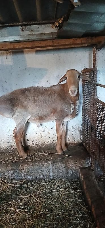 ищу баран: Продаю | Овца (самка), Ягненок, Баран (самец) — 2