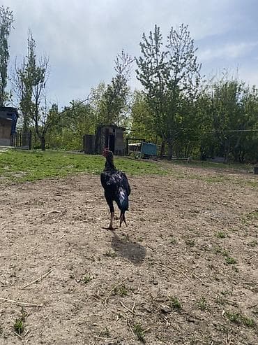 бельгийская авчарка: Продаю | Петух | Бойцовая | Для разведения — 3