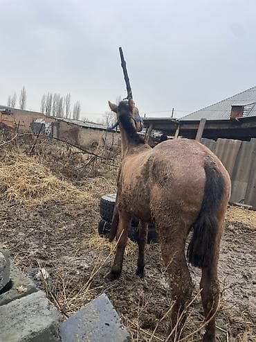 кошка домашный: Продаю | Кобыла (самка) | Полукровка | Рабочий — 3