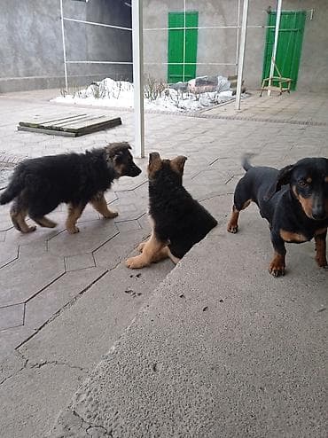 собака кане корсо: Продаются щенки немецкой овчарки звоните — 4