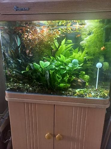 Другие животные: Продам два аквариума на 300 и 100 литров со всем содержимым и — 1
