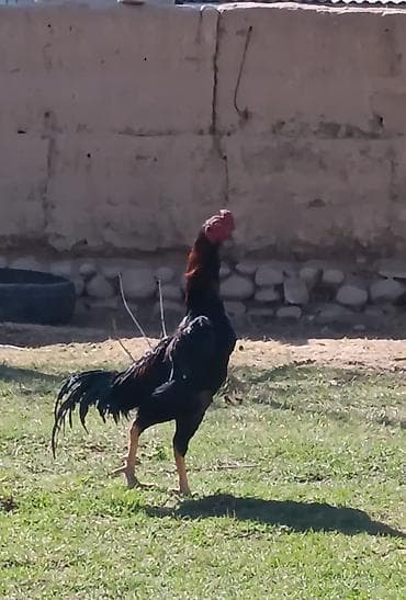 куплю хомяка с клеткой: Продаю | Петух | Бойцовая | Для разведения — 2