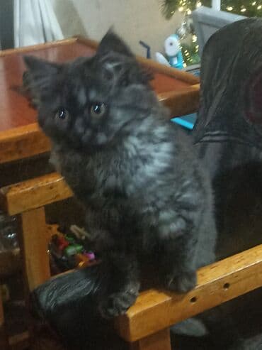 бингальская кошка: Продаются котята, метисы. Мальчик и девочка. Родились 27.09.2025. - — 6