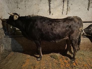 белгийская овчарка: Продаю | Тёлка | Полукровка | На откорм | Привязанные — 2