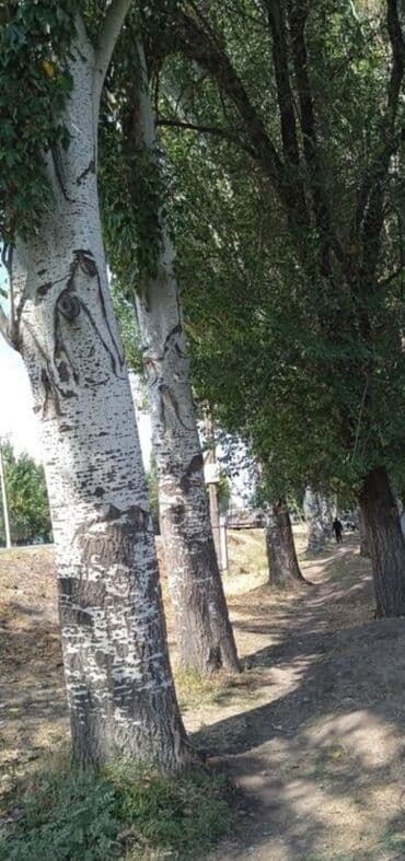 пелю дрова: Спил деревьев аккуратно быстро дешевло — 4