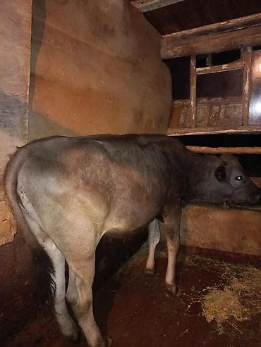 купить айширскую корову: Продаю | Тёлка | На откорм — 1