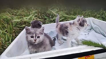 цена шотландской вислоухой кошки: Продаютя шотландские вислоухие котята (скоттиш фолд и страйт). Мама — 9