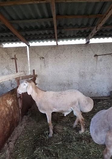 кара балта животные: Продаю | Овца (самка) | Арашан | Для разведения | Племенные — 2