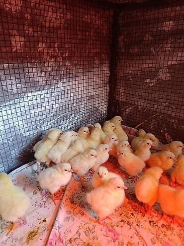 корозия: Продаю | Цыплята — 2