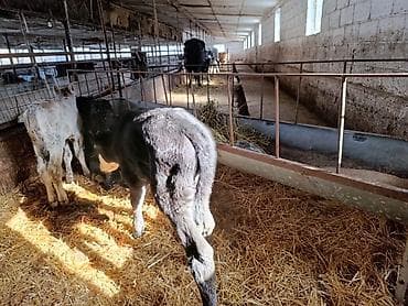 английский байтал: Продаю | Бык (самец), Тёлка, Музоо, торпок | Швицкая, Симментальская | На откорм, Для разведения, Для молока | Искусственник — 10