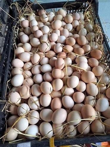 коный спорт: ЯЙЦА ОПТОМ - Коричневая скорлупа, ровный размер, чистые. - Упаковка — 2