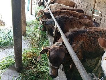 кой баш: Продаю | Бык (самец) | Ангус, Швицкая | На откорм — 8