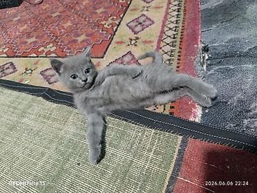 серые котята: Кошка даром: Беспородная, 1 месяц, Девочка, Приучена к лотку — 6