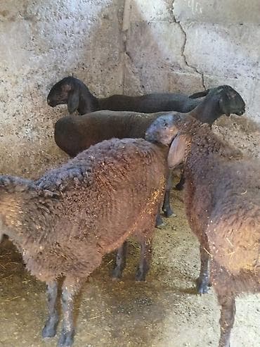 брама кохинхин цыплята: Продаю | Овца (самка) | Для разведения | Ярка — 6