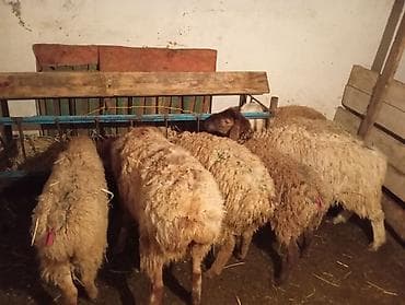 домик для кур: Продаю | Овца (самка), Ягненок | Полукровка | Для разведения | Ярка — 7