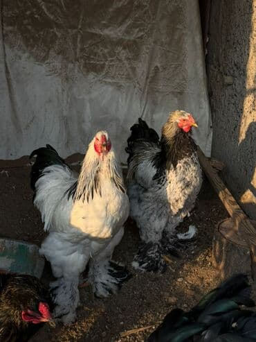 афган кой: Петушки Брама 9 мес — 3