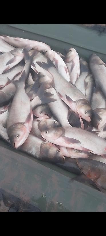 Толстолоб в розницу и оптом доставка есть, живой с бассейна вкусный не