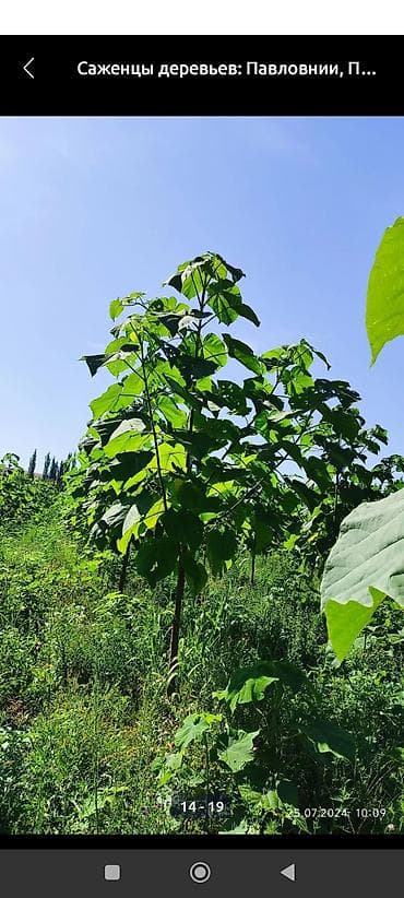 белый чай цена: Саженцы — 2