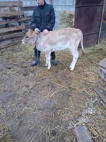 бычок телка: Продаю | Музоо, торпок | На откорм — 4