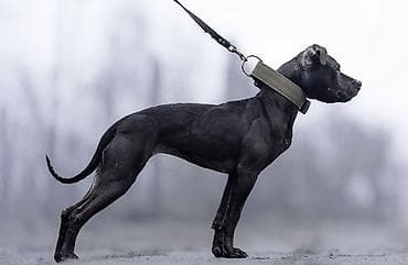 питбуль питбуль: Питбуль рр сука 11 месяцев — 1