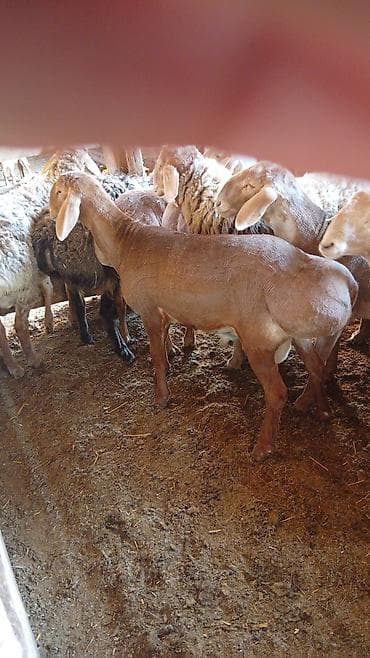 мой рэббит бишкек: Металл тосмо, Башка материал, Декоративдик, Акысыз жеткирүү — 10