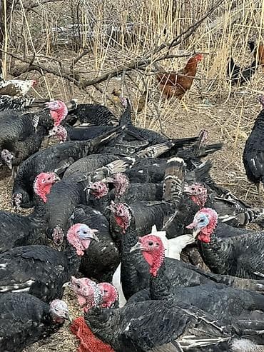 кыргыз довот ит: Сатам | Ургаачы күрп (ургаачы), Эркек күрп | Көбөйтүү үчүн | Асыл тукумдуу — 7