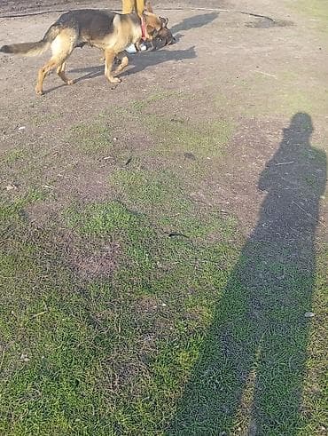 пудель карликовый цена: Немецкая овчарка, 2 месяца, Самка — 7