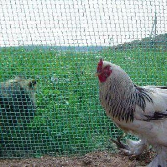 домик для куры: Сетка для птичников пластиковая -сооружение вольеров для мелких — 6