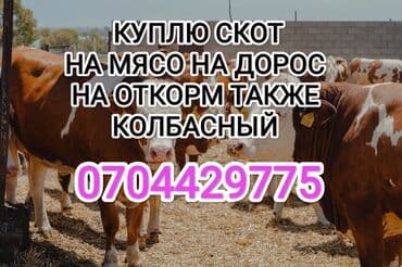Куплю | Коровы, быки, Лошади, кони | Любое состояние, Забитый, На забой, на мясо