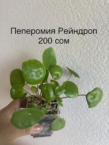 фикус чёрный принц: Комнатные растения в горшках: - Эпипремнум Marble Queen — пестрые — 6