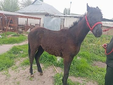 цена вислоухой кошки: Продаю | Жеребенок | Рабочий — 3