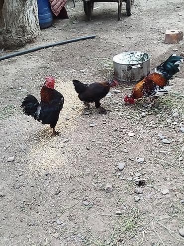 кошка манас: Продаю | Куры | Для разведения — 2