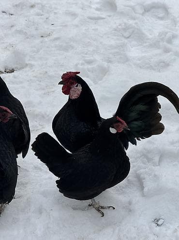 карликовые петушки: Продаю | Петух, Куры — 1