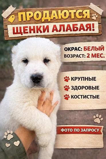 Щенки алабая!! - Окрас: белый - Возраст: 2 месяца - Крупные