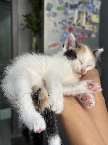 scottish fold: Ищем дом котяткам🥰 Возраст 1,5 месяца (3 июля родились) К лотку — 1