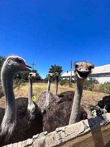 Продаются страусы, возраст 8 лет,несут яйца страус, страусы, цыплята