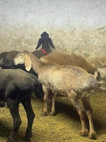 купить орла птицу: Продаю | Овца (самка) | Эдильбаевская | Для разведения | Племенные — 4