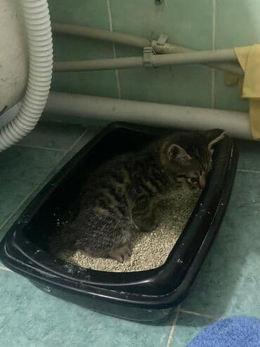 купить собаку бишкек: Полосатые котята-коротышки (табби) домашнего разведения. Описание: - — 4