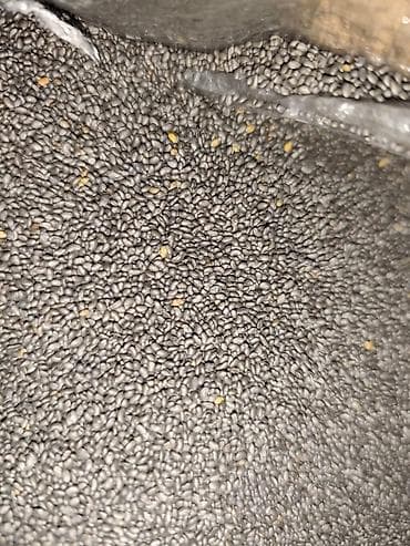 Товары для пикника: Кара беденин урону сатылат 5 жылдык местный баасы300 сомдон — 3