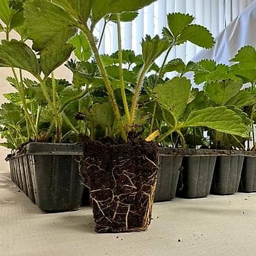 садовые навесы: Клубника кочот Клери Альба Кулпунай кочотуно заказ алабыз Кочот 50 — 1