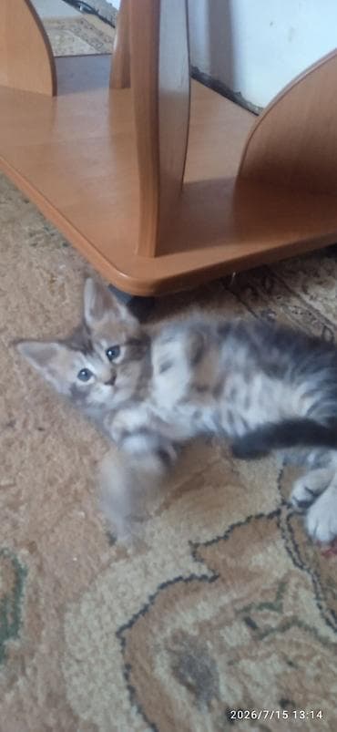 Животные: В честь каникул — распродажа! Чистокровные котята Мейн-Кун ❤️. В — 9